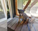 Small #2 Mutt