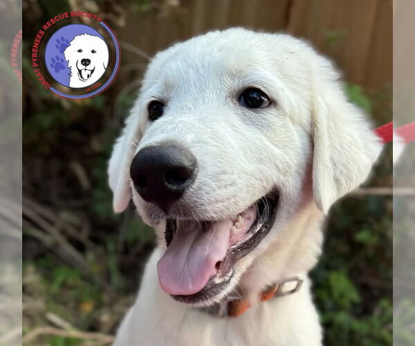 Medium Photo #4 Great Pyrenees Puppy For Sale in Spring, TX, USA