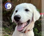 Small #3 Great Pyrenees