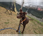 Small #1 Great Dane Mix