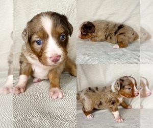 Miniature Australian Shepherd Puppy for sale in BROOKER, FL, USA