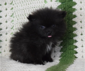 Pomeranian Puppy for sale in SILEX, MO, USA