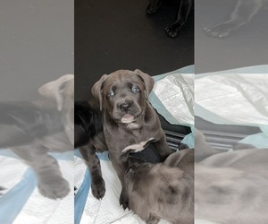 Cane Corso Puppy for sale in JOLIET, IL, USA