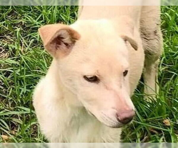 Medium Photo #1 Labrador Retriever-Unknown Mix Puppy For Sale in Canton, CT, USA
