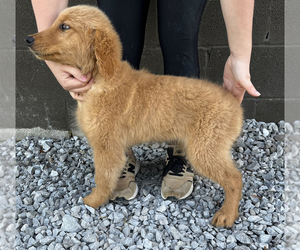 Golden Retriever Puppy for sale in ELKTON, KY, USA