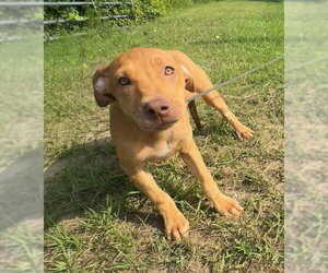 Dexie - Female Labrador Retriever-Unknown Mix Dog for Adoption - Photo #2