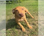 Small #1 Labrador Retriever Mix