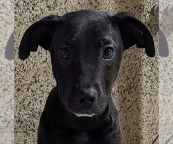 Medium Photo #1 Labrador Retriever-Unknown Mix Puppy For Sale in Canton, CT, USA