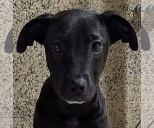 Labrador Retriever-Unknown Mix Dogs for adoption in Canton, CT, USA