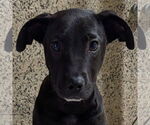 Small Labrador Retriever Mix
