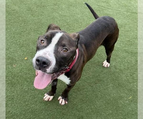 Medium Photo #1 Mutt Puppy For Sale in Martinez, CA, USA