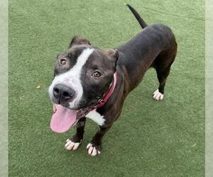 Mutt Dogs for adoption in Martinez, CA, USA