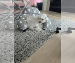 Small #9 Maltese Mix