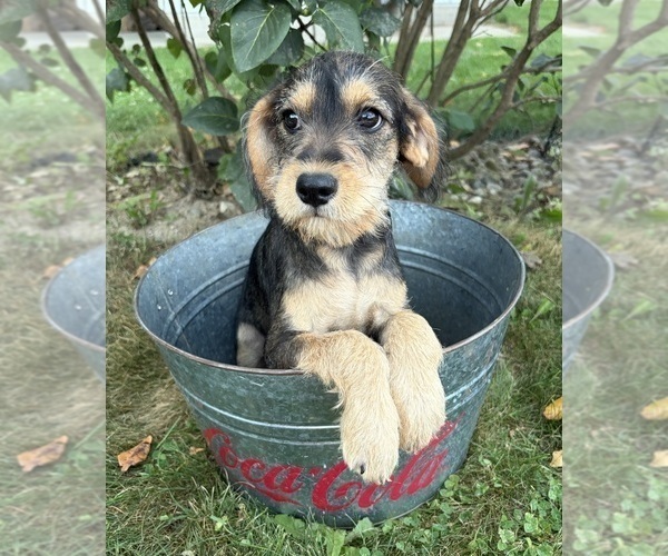 Medium Photo #4 Schnoodle (Miniature) Puppy For Sale in MIDDLEBURY, IN, USA