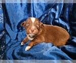 Puppy Dasher Australian Shepherd