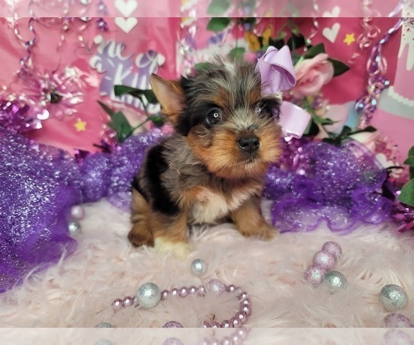 Medium Photo #7 Yorkshire Terrier Puppy For Sale in HARKER HEIGHTS, TX, USA