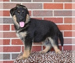 Small #1 German Shepherd Dog