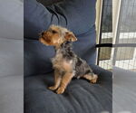 Small #1 Mutt