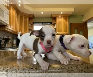 Chihuahua Puppy for sale in SAN DIEGO, CA, USA