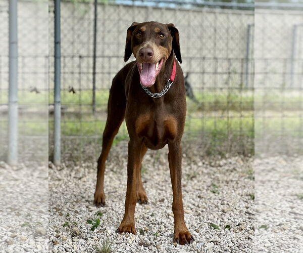 Medium Photo #2 Doberman Pinscher Puppy For Sale in Devine, TX, USA