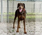 Small #1 Doberman Pinscher