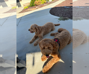 Father of the Goldendoodle (Miniature) puppies born on 09/18/2025