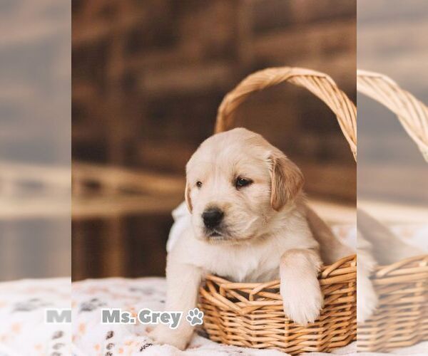 Medium Photo #2 Golden Retriever Puppy For Sale in VERONA, KY, USA
