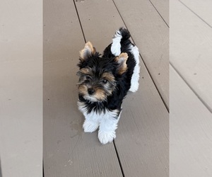 Biewer Terrier Puppy for Sale in DARLINGTON, South Carolina USA