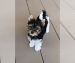 Litter of 3 - Male(s) and Female(s) Biewer TerrierLitter of Puppies for Sale - Small photo