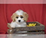 Small #2 Cavachon