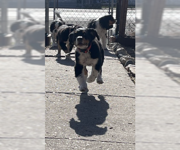 Medium Photo #11 Bernese Mountain Dog-Unknown Mix Puppy For Sale in Sandy, UT, USA