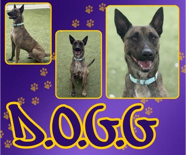 Medium Photo #2 Mutt Puppy For Sale in Pearland, TX, USA