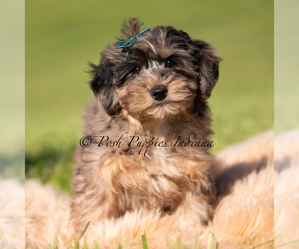 Medium Photo #2 Yorkipoo Puppy For Sale in WARSAW, IN, USA