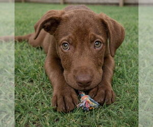 Presley - Male Labrador Retriever-Unknown Mix Dog for Adoption - Photo #2
