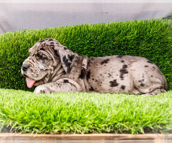 Medium Photo #5 Great Dane Puppy For Sale in WAKARUSA, IN, USA