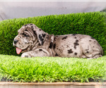 Small #4 Great Dane