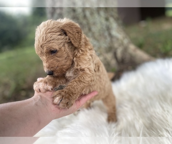 Medium Photo #6 Goldendoodle Puppy For Sale in CANON, GA, USA