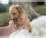 Small Photo #6 Goldendoodle Puppy For Sale in CANON, GA, USA