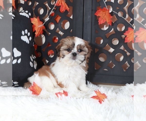 Medium Photo #4 Shih Tzu Puppy For Sale in MOUNT VERNON, OH, USA