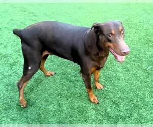 Doberman Pinscher Dogs for adoption in Orange, CA, USA