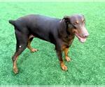 Small Doberman Pinscher