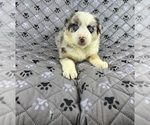 Small Photo #87 Australian Shepherd Puppy For Sale in SALISBURY, NC, USA