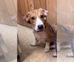 Small Photo #6 Bagle Hound Puppy For Sale in Brookville, OH, USA
