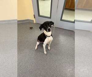 American Pit Bull Terrier-Labrador Retriever Mix Dogs for adoption in Low Moor, VA, USA