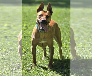 Charlie *BALL IS LIFE*TRANSPORTATION AVAILABLE* - Female Mutt Dog for Adoption - Photo #4