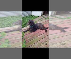 Mollie (AL-1) - Female Mutt Dog for Adoption - Photo #19
