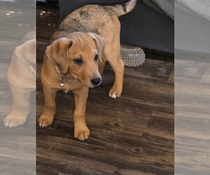 Ethel - Female Catahoula Leopard Dog-Unknown Mix Dog for Adoption - Photo #2
