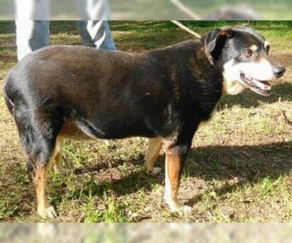 Medium Photo #4 German Shepherd Dog-Unknown Mix Puppy For Sale in Frankston, TX, USA