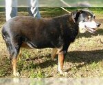 Small Photo #4 German Shepherd Dog-Unknown Mix Puppy For Sale in Frankston, TX, USA