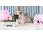 Small #1 Pug